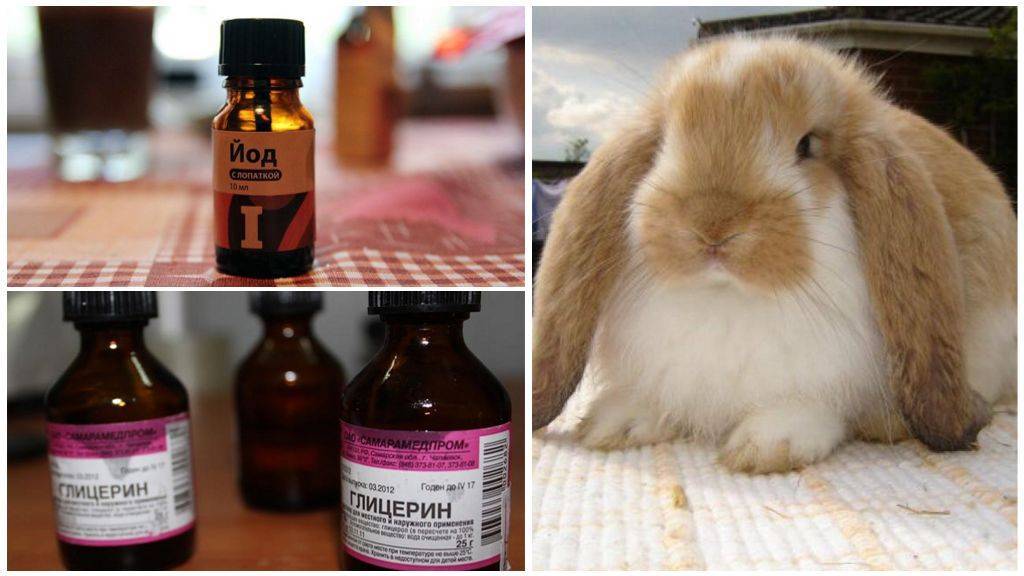 Каким болезням подвержены уши у кролика: причины болячек и чесания