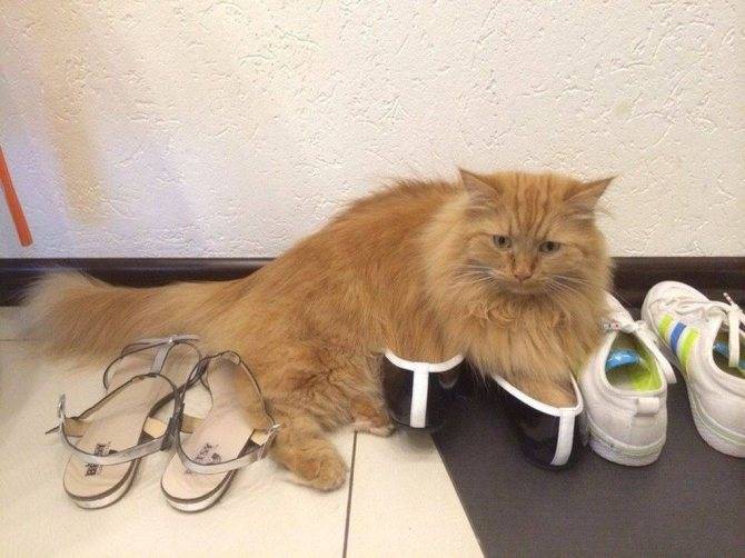 Как отучить кота и кошку гадить в неположенном месте