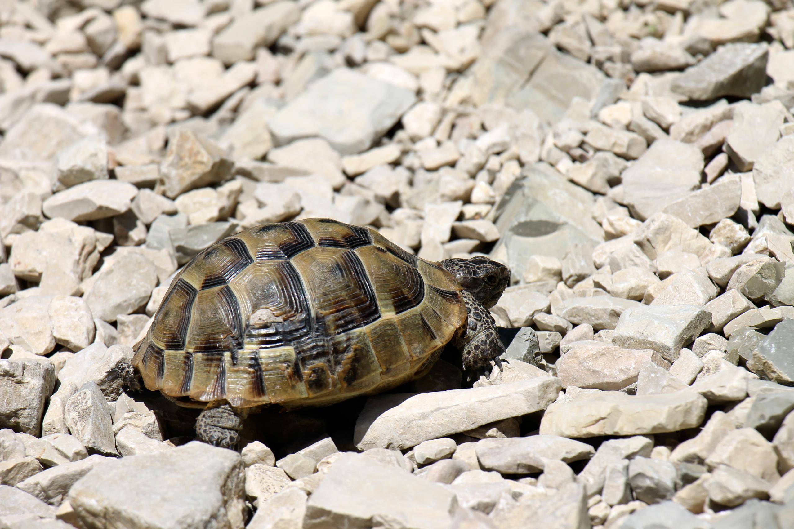 Средиземноморская черепаха (греческая) уход в домашних условиях