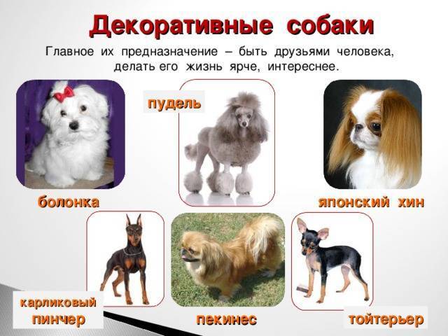 Маленькие породы собак. топ-30 собак мелких пород с описанием и фотографиями