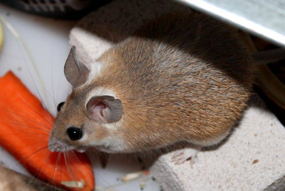Иглистая мышь: содержание дома египетской игольчатой мышки, фото без кожи, почему во время опасности скидывает свою шкуру