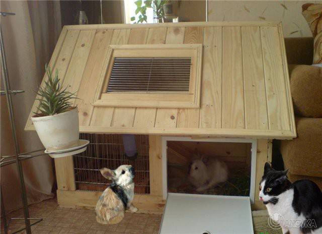 Домик для кролика: как сделать своими руками в домашних условиях, чертежи и размеры, обустройство, фото, видео