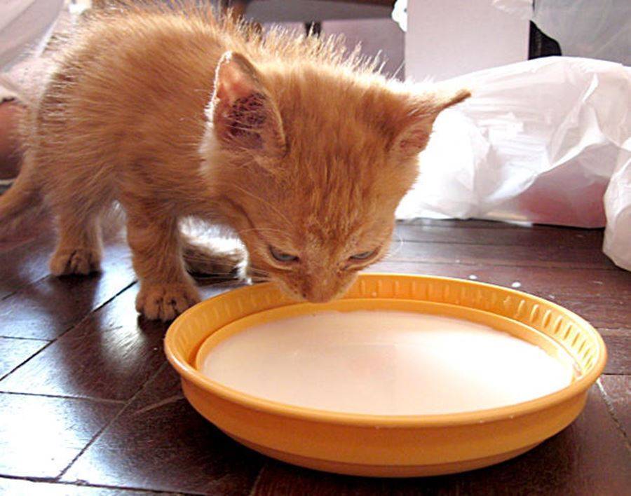 Кормление кошек при истощении: продукты, рацион, специальные корма