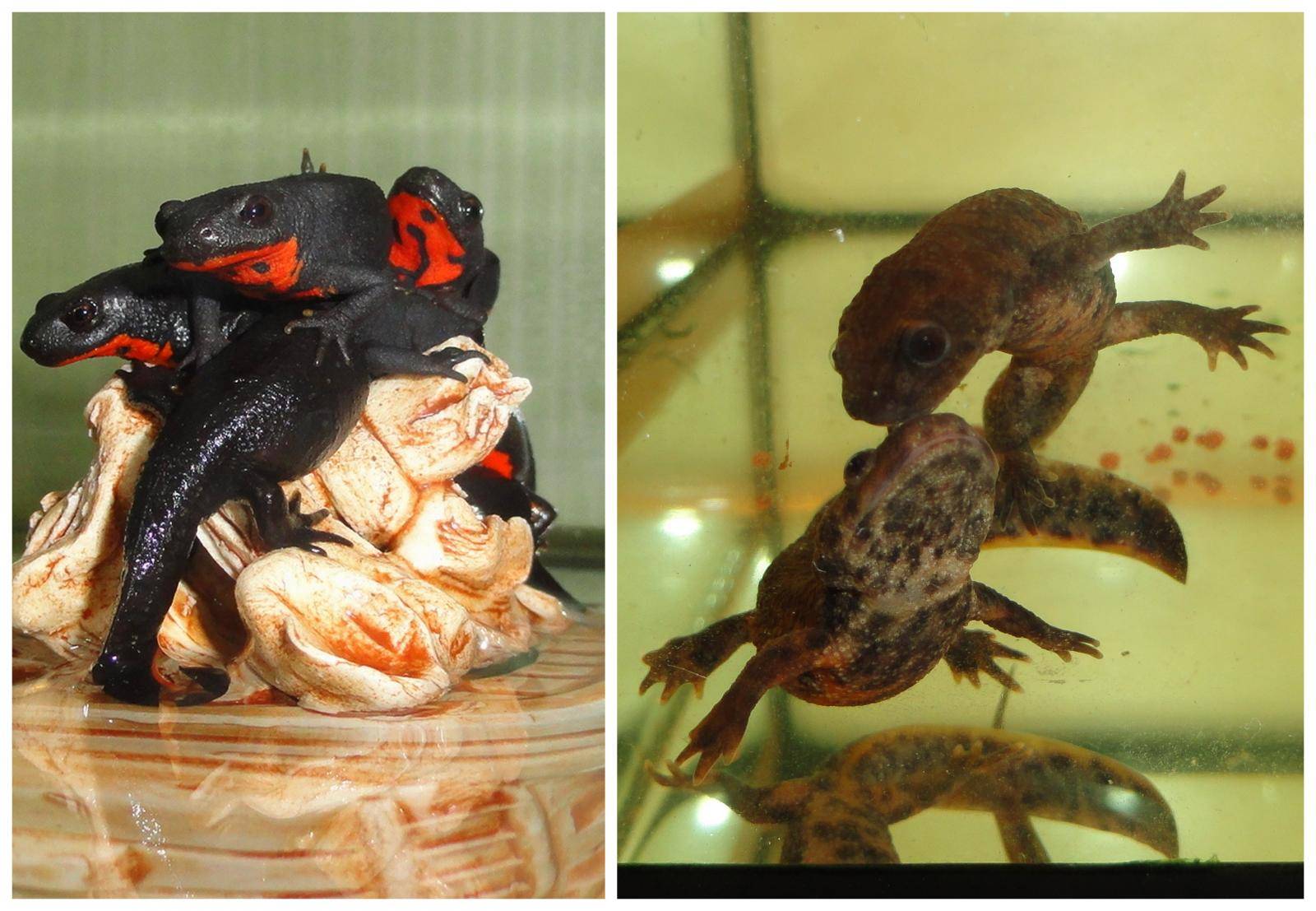 Шпорцевые лягушки, или как оживить жизнь аквариума? содержание и уход, фото — ботаничка