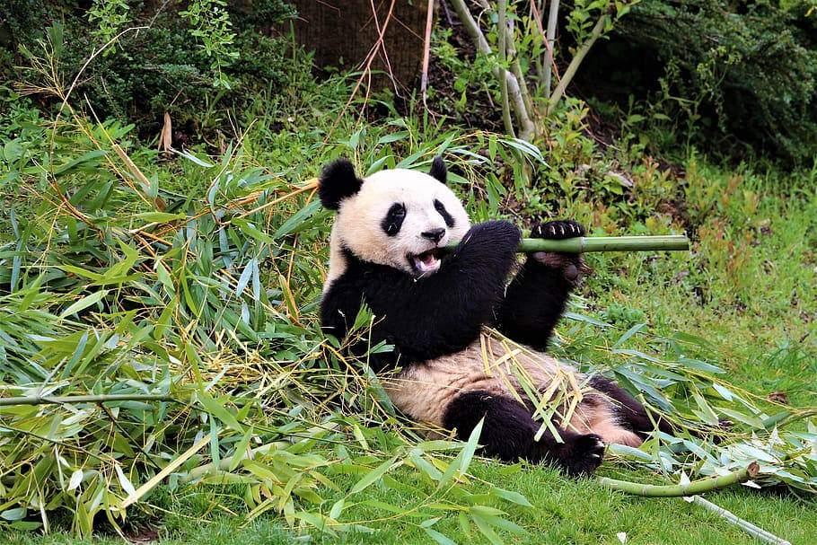 Эволюция панды, характеристики, опасность исчезновения, среда обитания / биология | thpanorama - сделайте себя лучше уже сегодня!