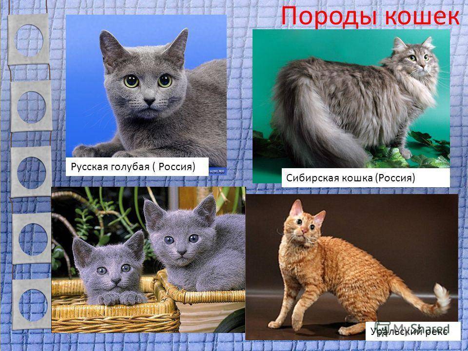 Стандарты породы русская голубая кошка