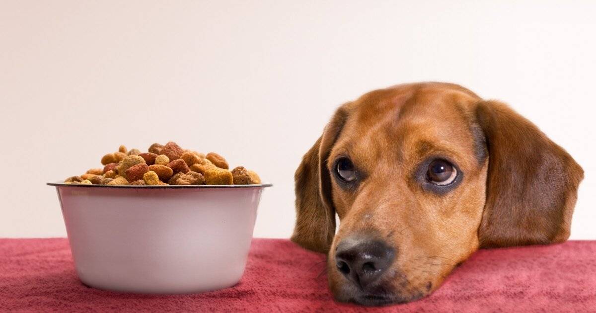 Можно ли давать собаке сухой корм?