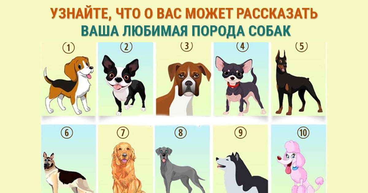 Породы собак, легко поддающиеся дрессировке. список 10 самых умных и легко дрессируемых пород собак - dogtricks.ru