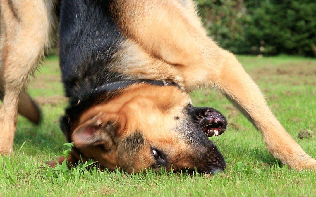 Собака чешется: почему, если нет блох, опасно ли, что делать