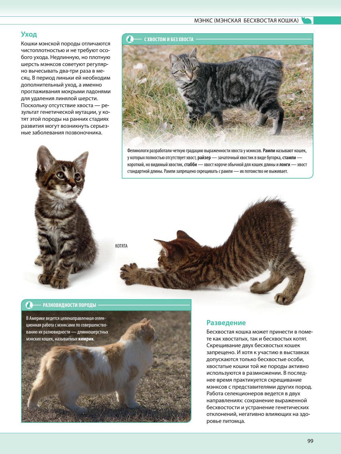 Виды окрасов сибирских кошек: голубая, черная, рыжая, колорпоинт и другие