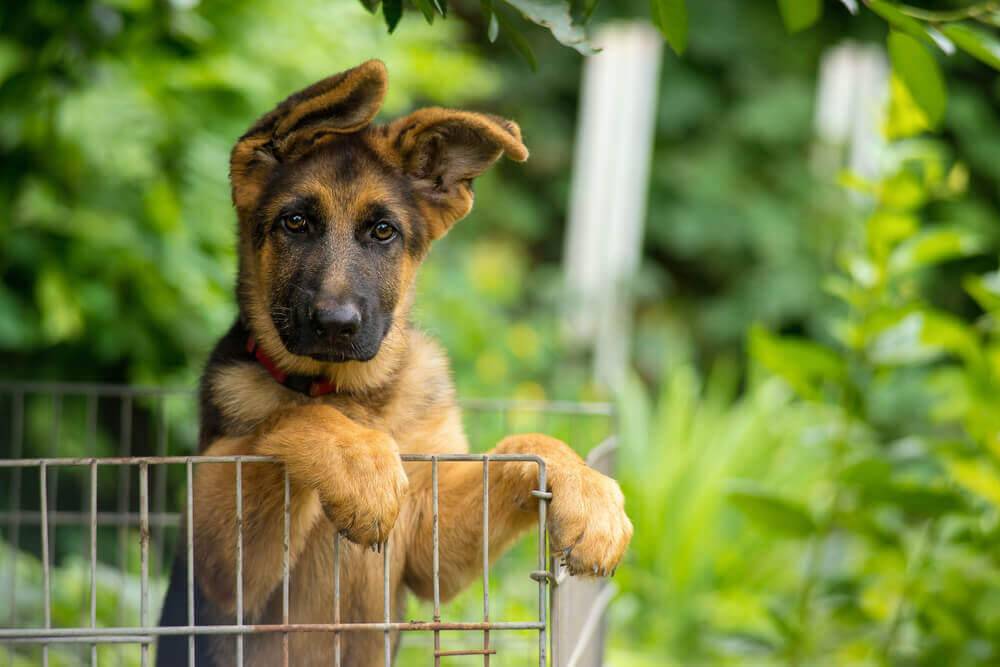Как выбрать собаку для охраны частного дома? советы и рекомендации заводчиков