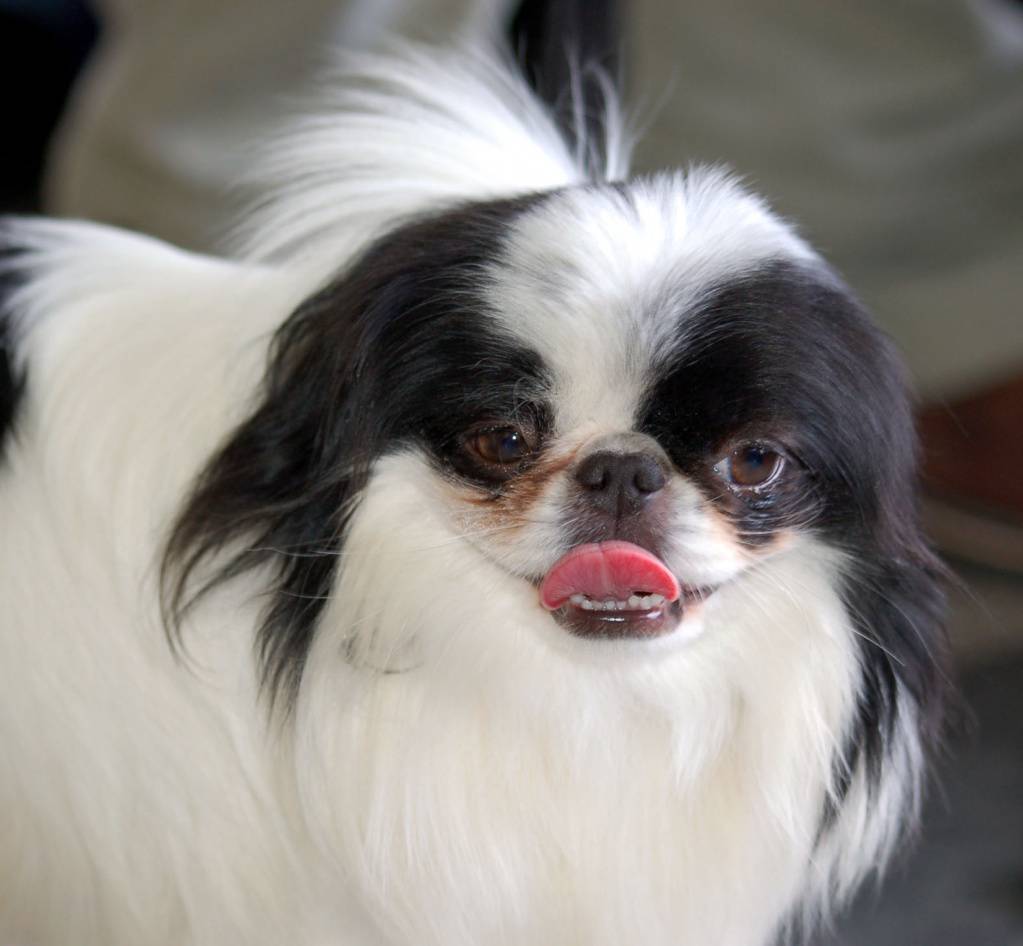 Японский хин, фото породы собак и описание
