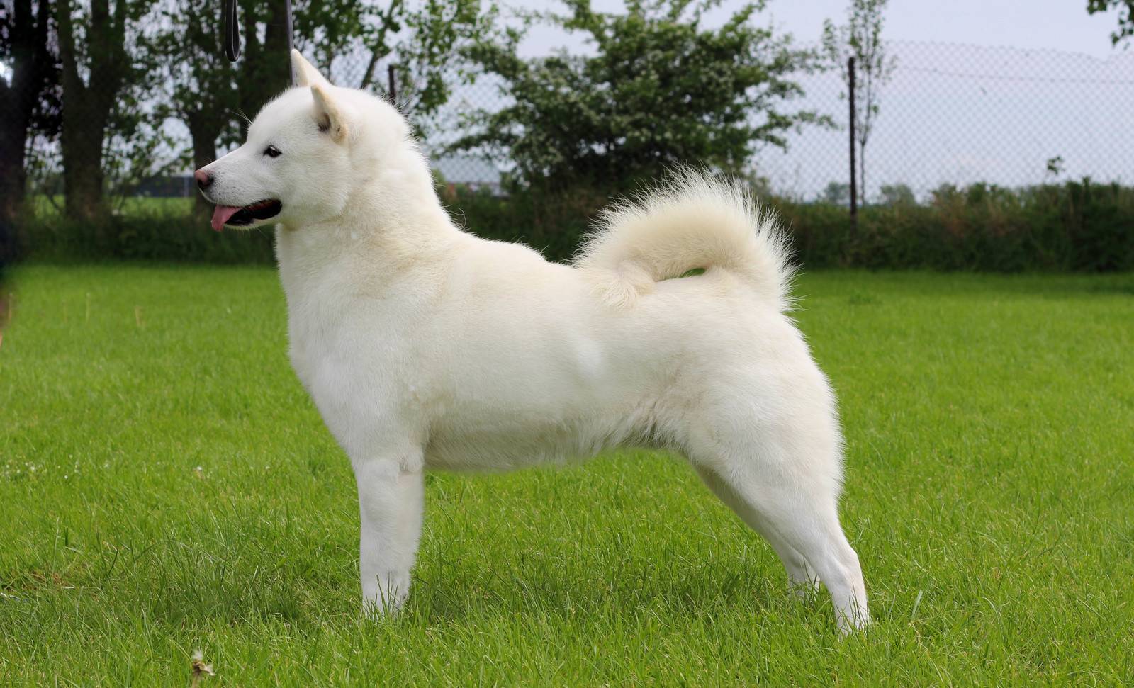 Белая собака, маленькая порода с названиями и фото