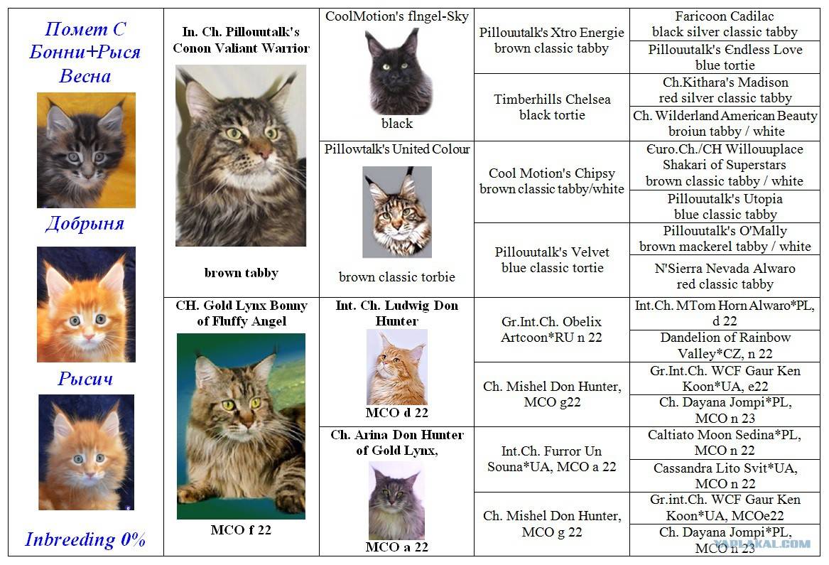 Клички для котов шотландцев мальчика и девочки: 1 188 оригинальных имён на 2021 год