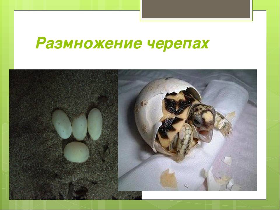 Беременность черепах и откладка яиц - черепахи.ру - все о черепахах и для черепах