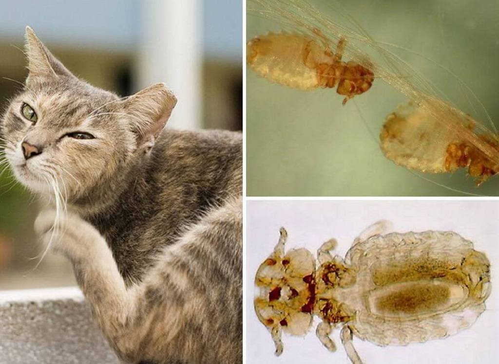 Бывают ли вши у кошек и может ли ними заразиться человек