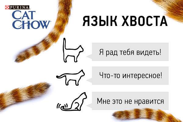 Почему кошки виляют хвостом - что это значит, эмоции кота