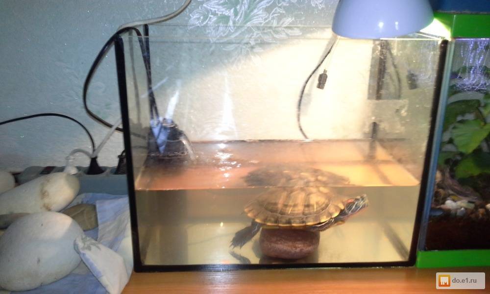 Водоросли и грунт для аквариума с красноухой черепахой