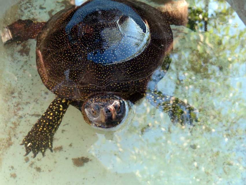 Трионикс черепаха. образ жизни и среда обитания черепахи трионикс