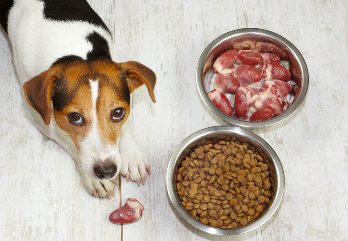 Как перевести собаку на натуральное сырое питание