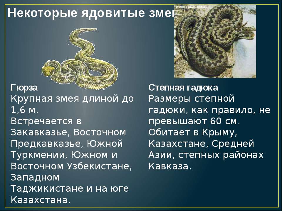Гюрза — самая ядовитая змея в россии
