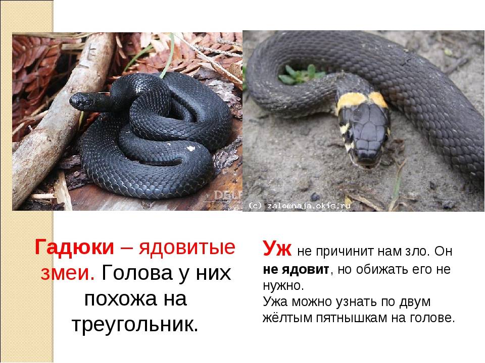 Укусы ядовитых змей, виды отравления змеиным ядом. что делать если укусила змея, первая помощь.