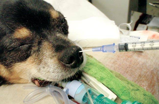 Операции под наркозом у собак: какие проводят, как чувствует себя собака после
