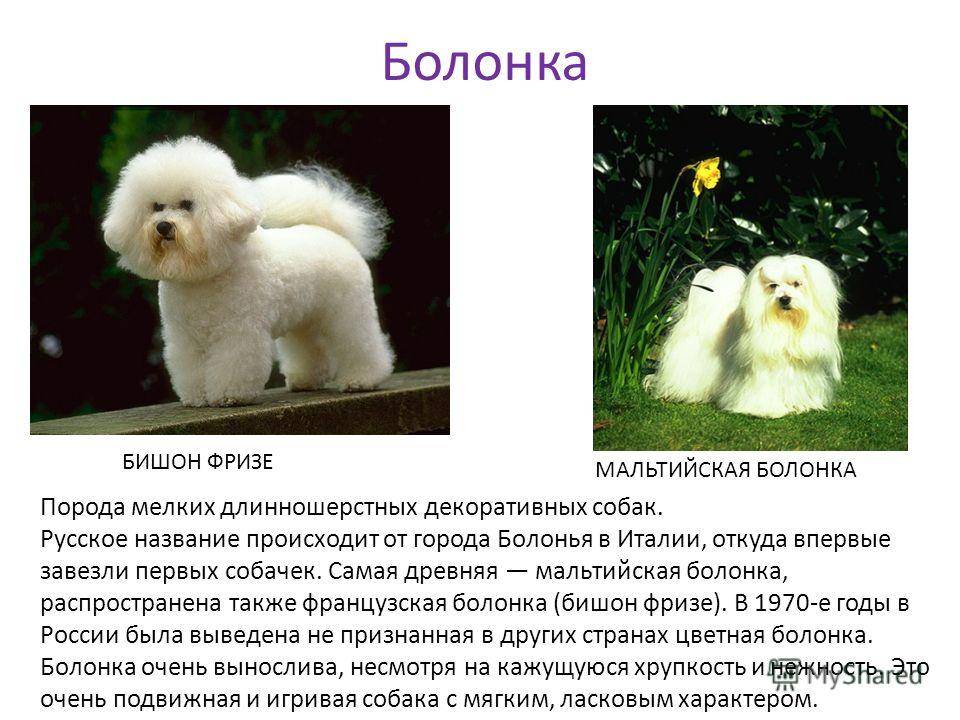Русская цветная болонка: все о собаке, фото, описание породы, характер, цена