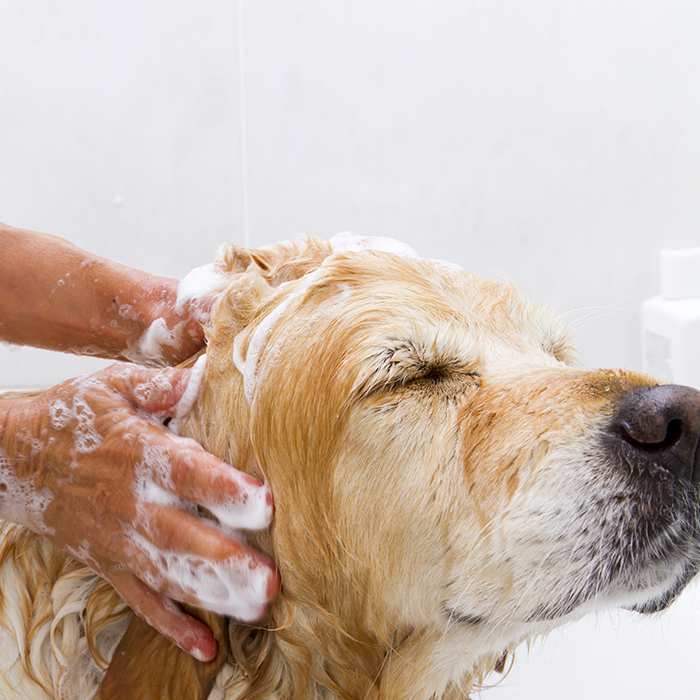 Как избавиться от запаха собаки: способы устранения неприятных запахов от жизнедеятельности собаки