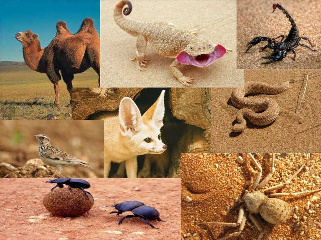Растения и животные пустыни (окружающий мир, 4 класс): особенности и описание представителей флоры и фауны
