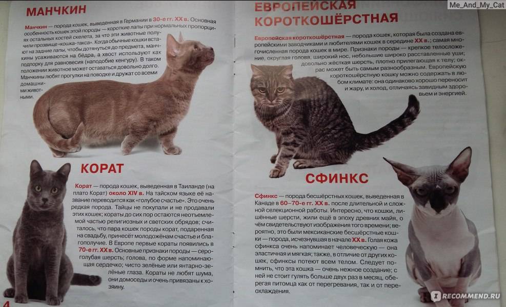 Коротколапые кошки: как называется порода питомцев с короткими лапами?