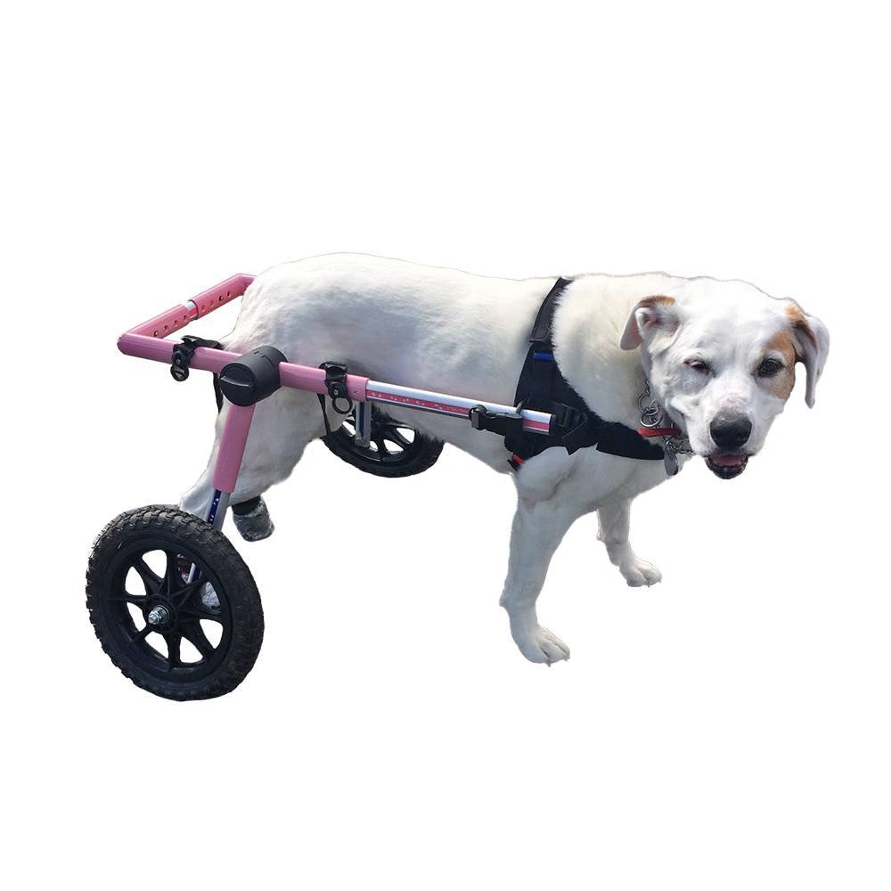 Для чего нужны прогулочные коляски для собак: виды тележек для мелких пород
