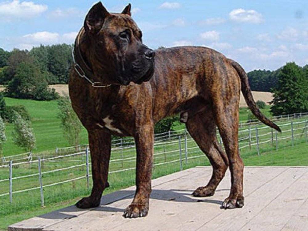 Самые крупные породы собак с названиями и фото