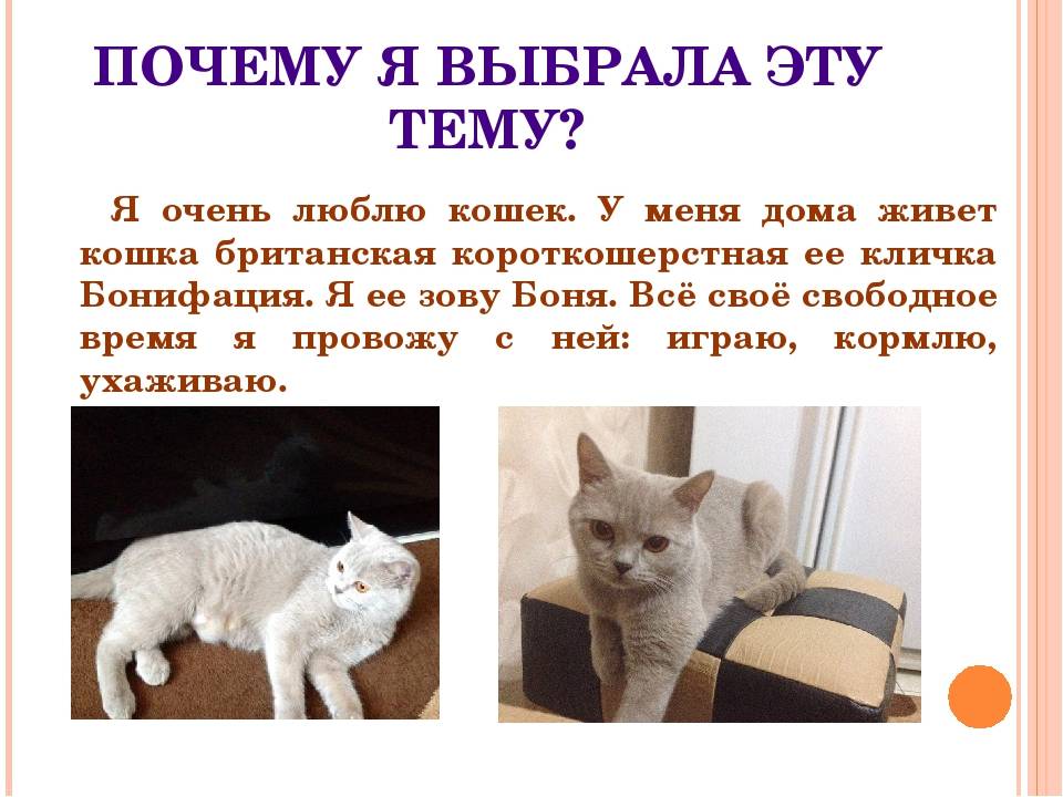 ᐉ что делать, если кошка начала ходить в туалет в неположенном мест... - ➡ motildazoo.ru