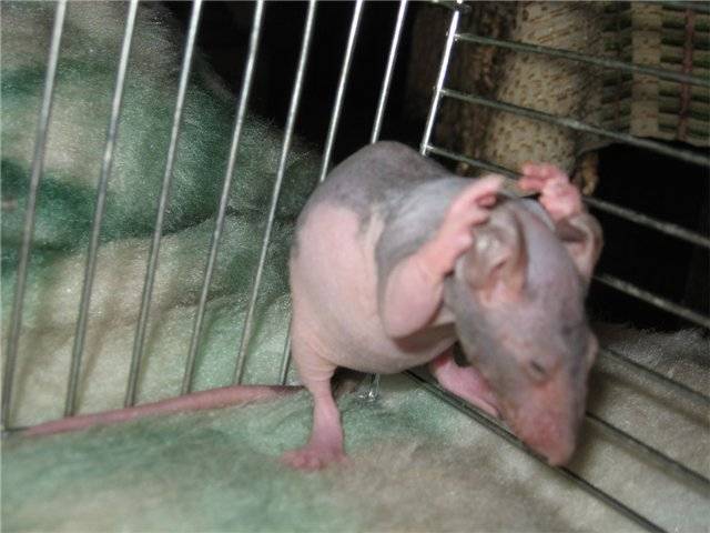 Лысая крыса сфинкс: секреты содержания домашнего питомца