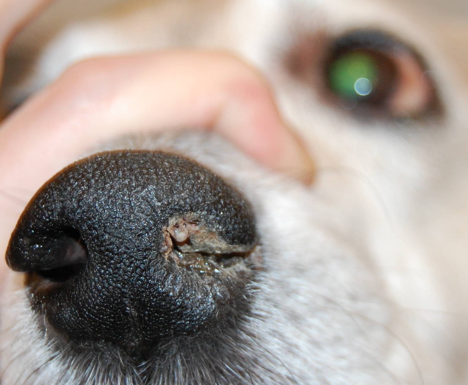 5 причин, почему у щенка сопли - как лечить