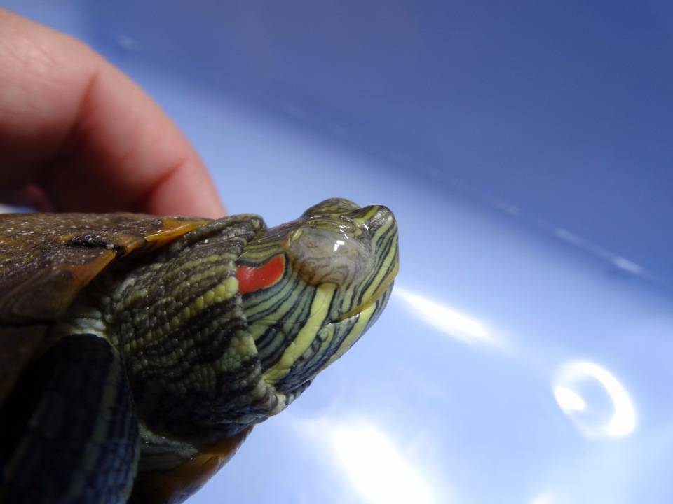 Чем может заболеть красноухая черепаха, основные болезни и их лечение