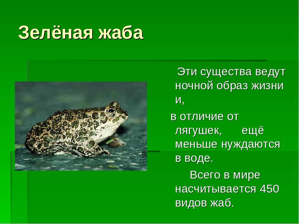 Зелёная лягушка