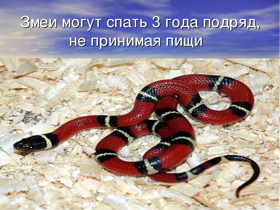 Виды змей. описание, особенности, названия и фото видов змей | живность.ру