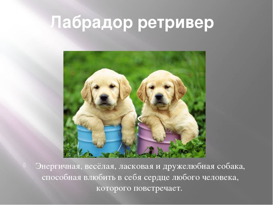 Лабрадор-ретривер: фото, описание и характер породы собак
лабрадор-ретривер: фото, описание и характер породы собак