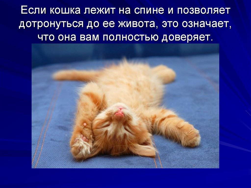 Почему кошки ложатся на спину при виде вас - gafki.ru