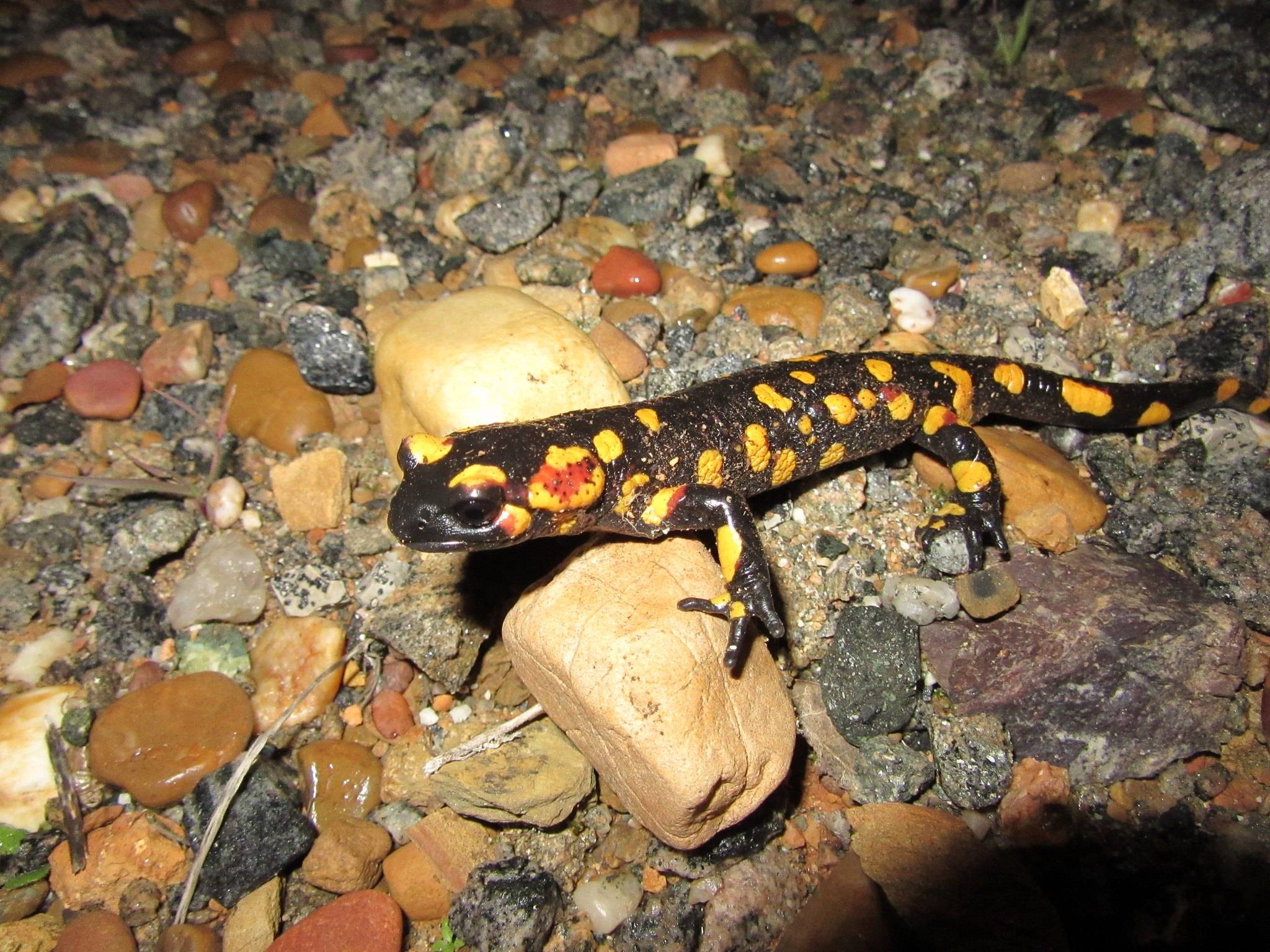 Что собой представляет огненная саламандра: как выглядит ящерица, где обитает и чем питается, виды саламандр