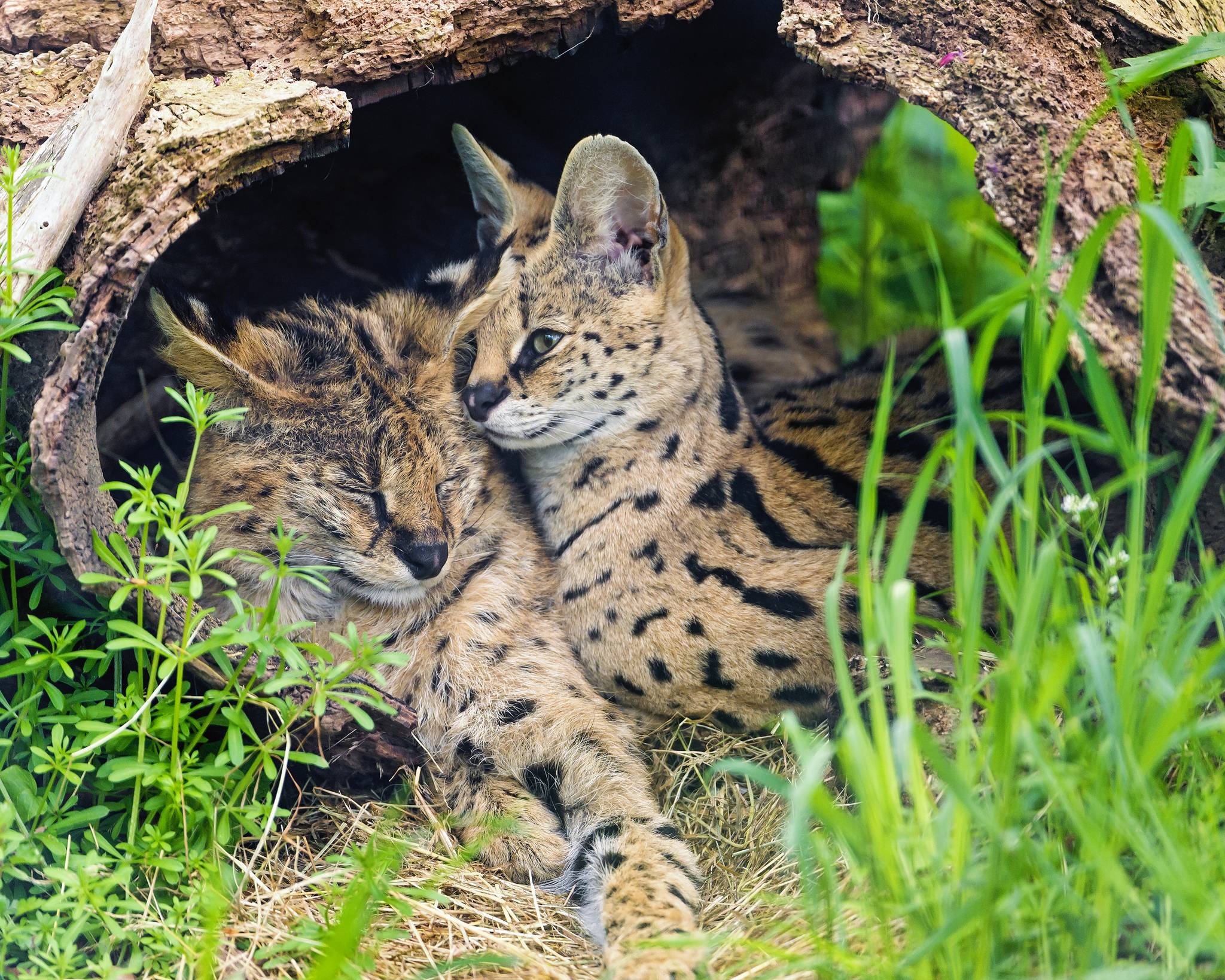 Сервал: фото, описание, жизнь кустарниковой кошки в природе