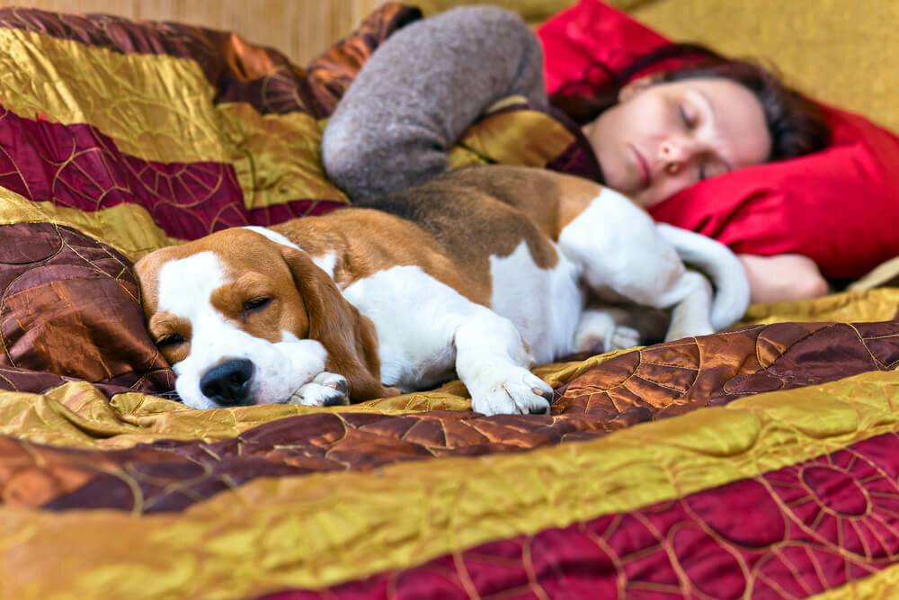 Как отучить собаку спать на кровати?