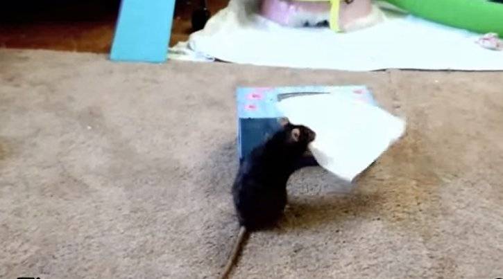 Дрессировка домашней крысы