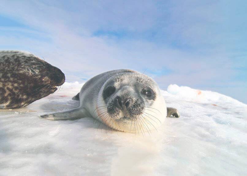 Ларга тюлень. образ жизни и среда обитания тюленя ларга | животный мир