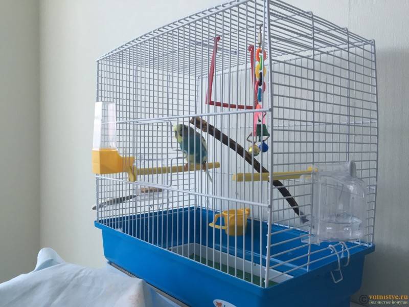 Как обустроить клетку для волнистого попугая: все нюансы