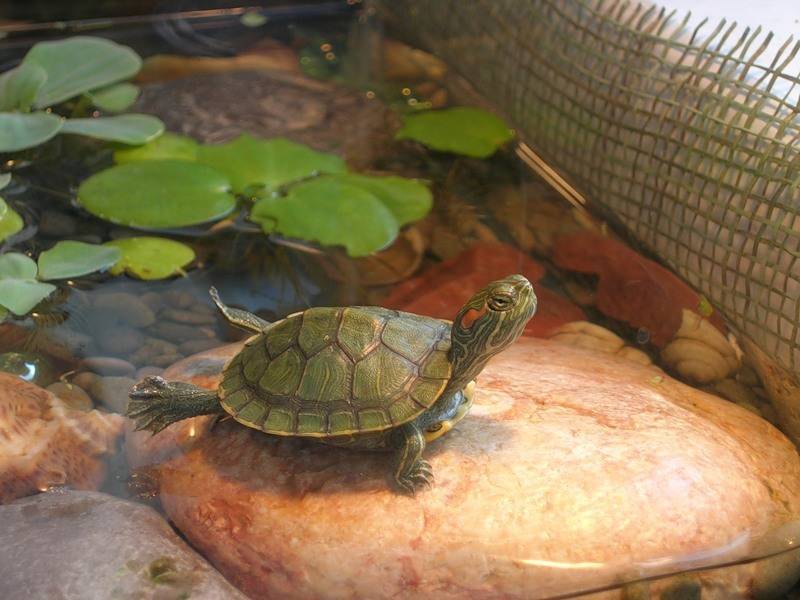 Черепаха - виды, питание, уход и содержание, сколько живет, фото