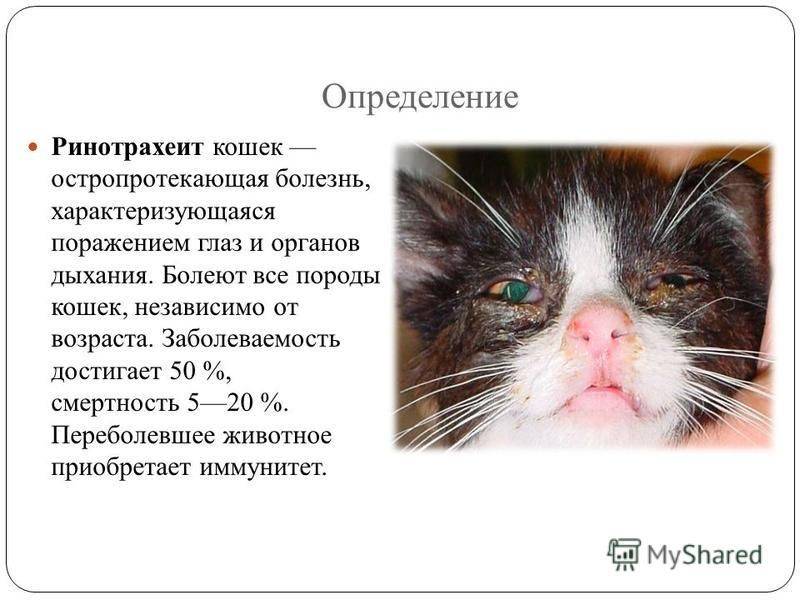 5 симптомов инфекционных и вирусных болезней у кошек