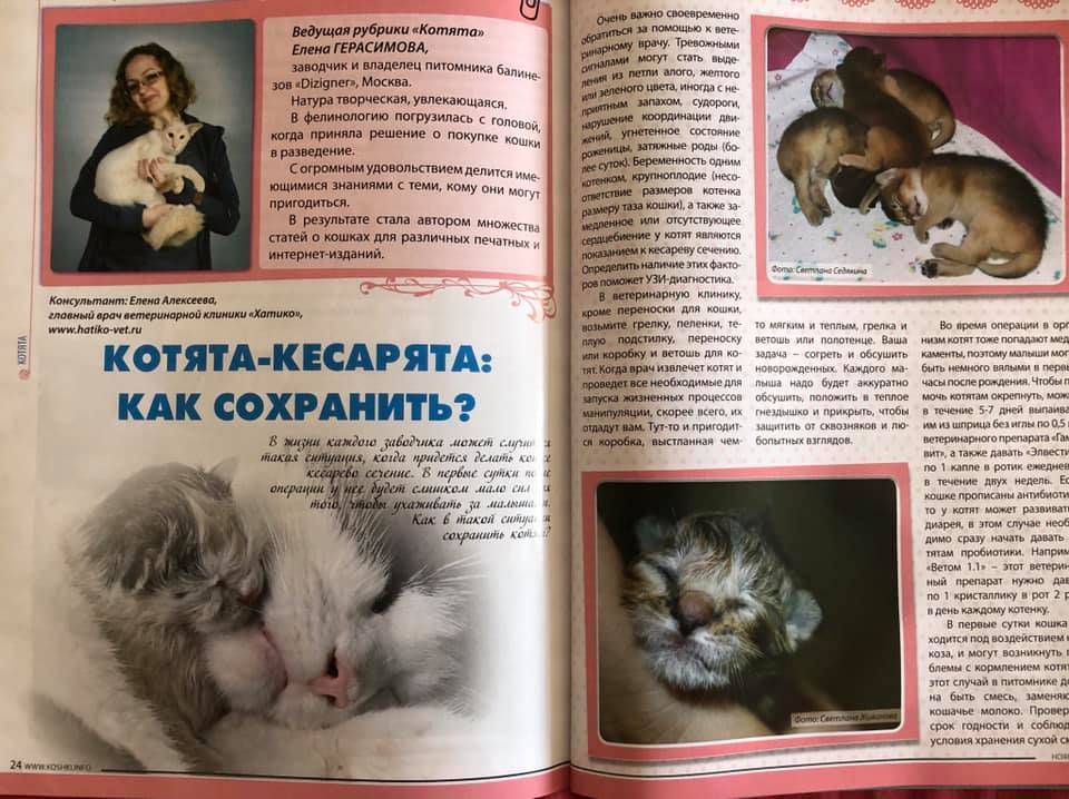 ᐉ этапы развития котят - ➡ motildazoo.ru